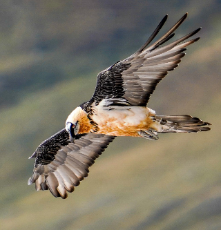 Il gipeto torna a nidificare nel Parco del Gran Paradiso